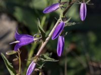 Campanula rapunculoides Grodreservatet, Malmö hamn, Malmö, Skåne, Sweden 20160609_0015