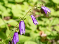 Campanula rapunculoides Limhamns kyrkogård, Malmö, Skåne, Sweden 20230709_0130