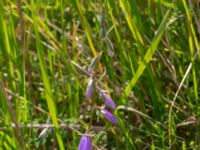 Campanula rapunculoides Lindängelunds rekreationsområde, Malmö, Skåne, Sweden 20220629_0027