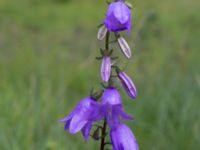 Campanula rapunculoides Lokstallarna, Malmö, Skåne, Sweden 20170705_0061