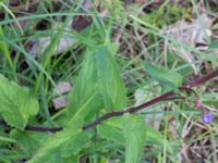 Campanula rapunculoides Lokstallarna, Malmö, Skåne, Sweden 20170705_0062