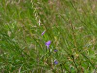 Campanula rapunculoides Ulricedal, Malmö, Skåne, Sweden 20190704_0006