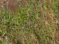 Campanula rapunculus Säbyholmsvägen, Landskrona, Skåne, Sweden 20200627_0008