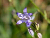 Campanula rapunculus Säbyholmsvägen, Landskrona, Skåne, Sweden 20200627_0009