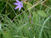 Campanula rapunculus Stjärneholms borgruin, Skurup, Skåne, Sweden 20150727_0168