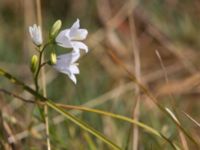 Campanula rotundifolia Haväng, Simrishamn, Skåne, Sweden 20100716 248