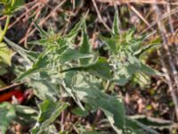 Campanula trachelium Grodreservatet, Norra hamnen, Malmö, Skåne, Sweden 20160529_0231