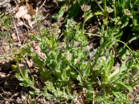 Jasione montana Solviken, Mölle, Höganäs, Skåne, Sweden 20150515_0101