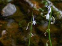 Lobelia dortmanna Svarten, Varberg, Halland, Sweden 20190715_0714