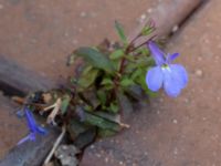 Lobelia erinus Östra Kristinelundsvägen 27, Malmö, Skåne, Sweden 20210805_0045