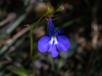 Lobelia erinus Ulricedal, Malmö, Skåne, Sweden 20190705_0043