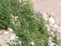 Cannabis sativa Jordhögar S grodreservatet, Norra hamnen, Malmö, Skåne, Sweden 20160822_0017