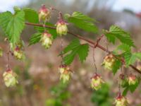 Humulus lupulus Brunnshögs f.d. odlingsområde, Lund, Skåne, Sweden 20240830_0121