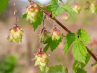 Humulus lupulus Brunnshögs f.d. odlingsområde, Lund, Skåne, Sweden 20240830_0122