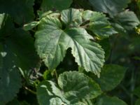 Humulus lupulus Leråkra, Flädie, Lomma, Skåne, Sweden 20160715_0001