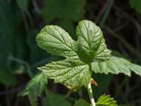 Humulus lupulus Leråkra, Flädie, Lomma, Skåne, Sweden 20160715_0002