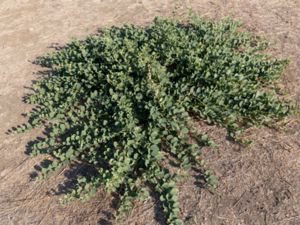 Capparis spinosa - Caper - Kapris