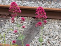 Centranthus ruber Frihamnsallén 9, Malmö, Skåne, Sweden 20170623_0108