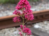 Centranthus ruber Frihamnsallén 9, Malmö, Skåne, Sweden 20170623_0109