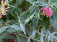 Centranthus ruber Grönhögens hamn, Mörbylånga, Öland, Sweden 20180810_0125