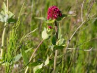 Centranthus ruber Klosterängshöjden, Lund, Skåne, Sweden 20150612_0082