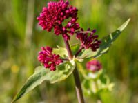 Centranthus ruber Klosterängshöjden, Lund, Skåne, Sweden 20150612_0083