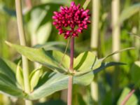 Centranthus ruber Klosterängshöjden, Lund, Skåne, Sweden 20150612_0084