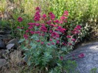 Centranthus ruber Pumphuset, Bunkeflo strandängar, Malmö, Skåne, Sweden 20170609_0001