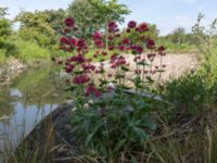 Centranthus ruber Pumphuset, Bunkeflo strandängar, Malmö, Skåne, Sweden 20170609_0003