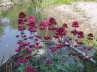 Centranthus ruber Pumphuset, Bunkeflo strandängar, Malmö, Skåne, Sweden 20170609_0005