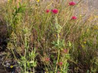 Centranthus ruber Valenciagatan, Malmö, Skåne, Sweden 20190907_0015