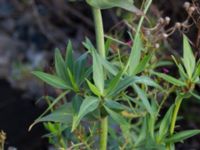 Centranthus ruber Valenciagatan, Malmö, Skåne, Sweden 20190907_0018