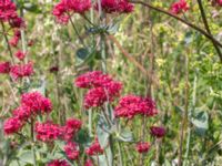 Centranthus ruber Vanningen, Vellinge, Skåne, Sweden 20230610_0012