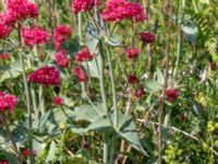 Centranthus ruber Vanningen, Vellinge, Skåne, Sweden 20230610_0013