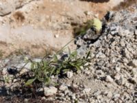 Cephalaria coriacea Fiolent, Crimea, Russia 20150914_0146
