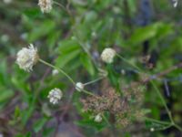 Cephalaria coriacea Sevastopol-Yalta, Crimea, Russia 20150915_0343