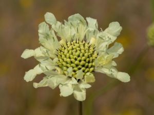 Cephalaria gigantea - Giant Scabious - Jättevädd