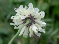 Cephalaria gigantea Lagerbrings väg, Lund, Skåne, Sweden 20190712_0066