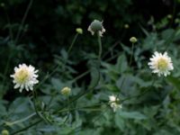 Cephalaria gigantea Lagerbrings väg, Lund, Skåne, Sweden 20190712_0069