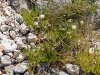 Cephalaria leucantha Biokovo Nature Park, Tucepi, Croatia 20170802_1426
