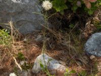 Cephalaria leucantha Botanical Garden Biokovo, Kotinica, Tucepi, Croatia 20170804_1729