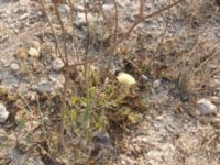 Cephalaria uralensis Olenovka, Crimea, Russia 20150911_0180