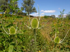 Dipsacus fullonum - Wild Teasel - Kardvädd