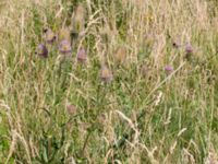 Dipsacus fullonum Lagunens småbåtshamn, Ribersborg, Malmö, Skåne, Sweden 20160725_0020