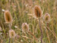 Dipsacus fullonum Lernacken, Malmö, Skåne, Sweden 20150815_0064