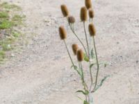 Dipsacus fullonum Lindängelunds rekreationsområde, Malmö, Skåne, Sweden 20150829_0071