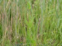 Dipsacus fullonum Tjustorps industriby, Svedala, Skåne, Sweden 20170701_0121