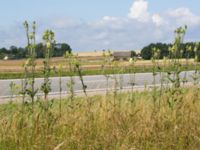 Dipsacus laciniatus Rosenhällvägen, Hilleshög, Landskrona, Skåne, Sweden 20160711_0093