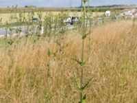 Dipsacus laciniatus Rosenhällvägen, Hilleshög, Landskrona, Skåne, Sweden 20160711_0094