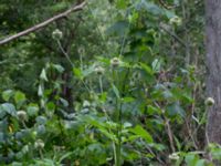 Dipsacus strigosus Kalkugnen, Klagshamns udde, Malmö, Skåne, Sweden 20150727_0204